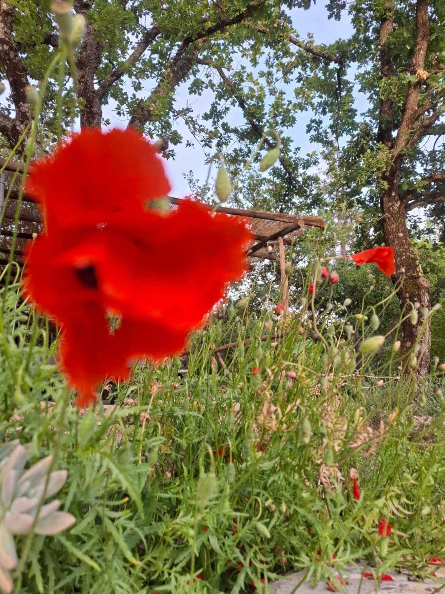 Agriturismo E Glamping Serraiola Alta Monterotondo  Exteriér fotografie